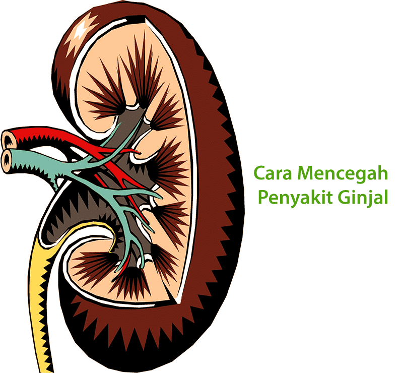 Cara Mencegah Penyakit Ginjal Rumah Sakit Delima Asih Sismamedika