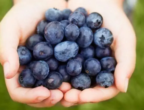 Manfaat Konsumsi Blueberry