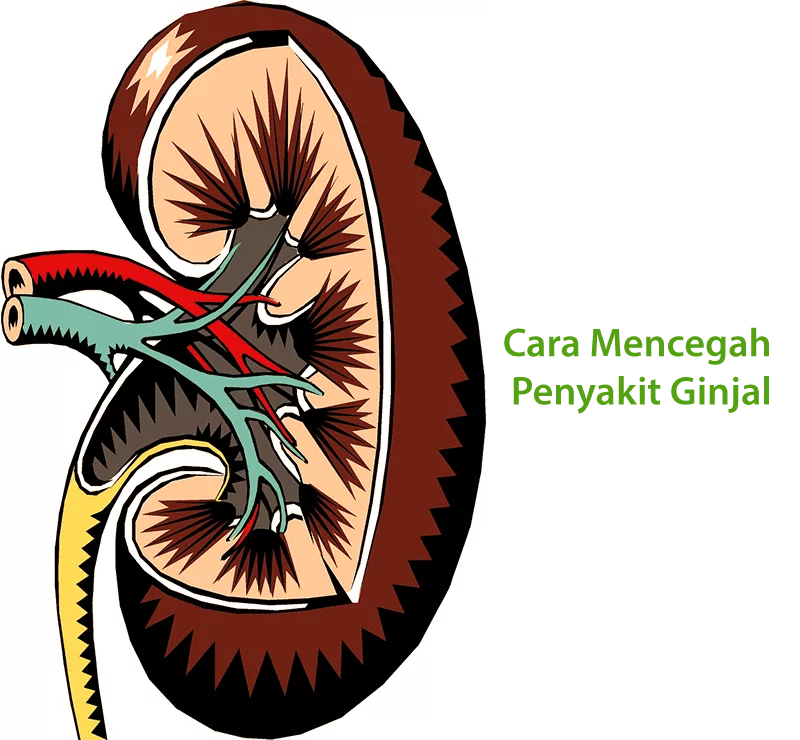Cara Mencegah Penyakit Ginjal