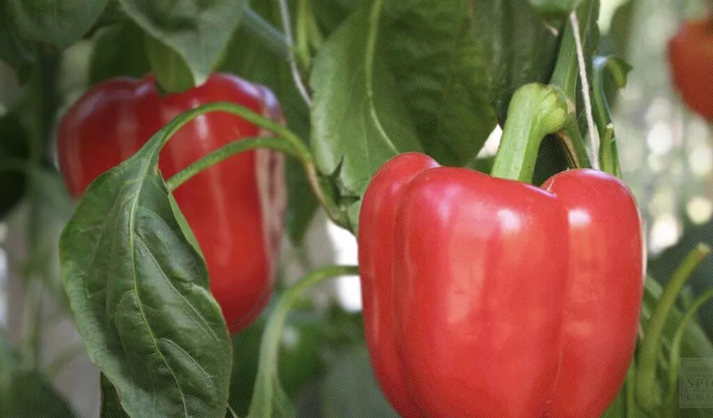 Manfaat Paprika Bagi Kesehatan Tubuh Rumah Sakit Delima Asih